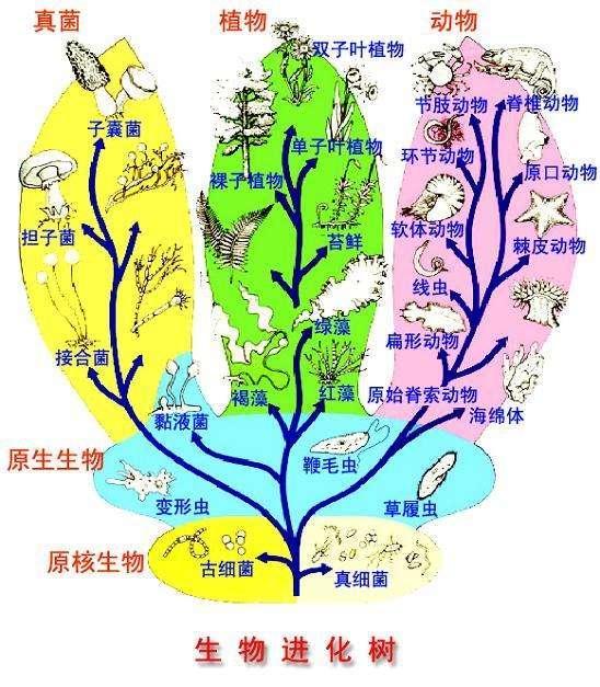 世界上最大的动物是什么（世界上最大和最小的动是什么）