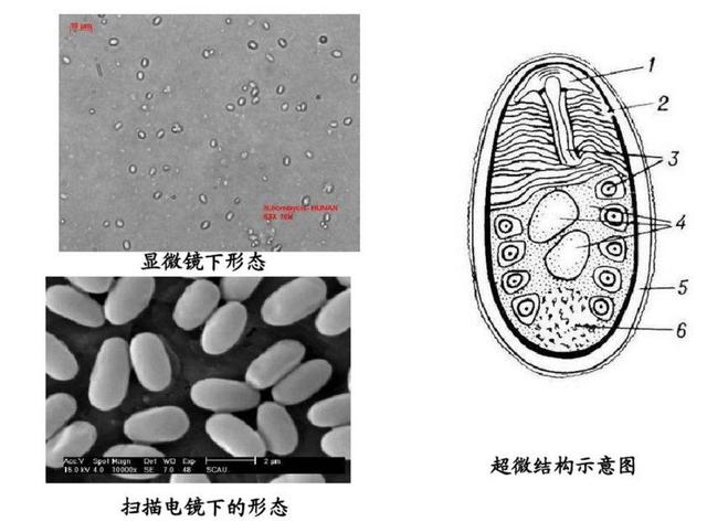 世界上最大的动物是什么（世界上最大和最小的动是什么）