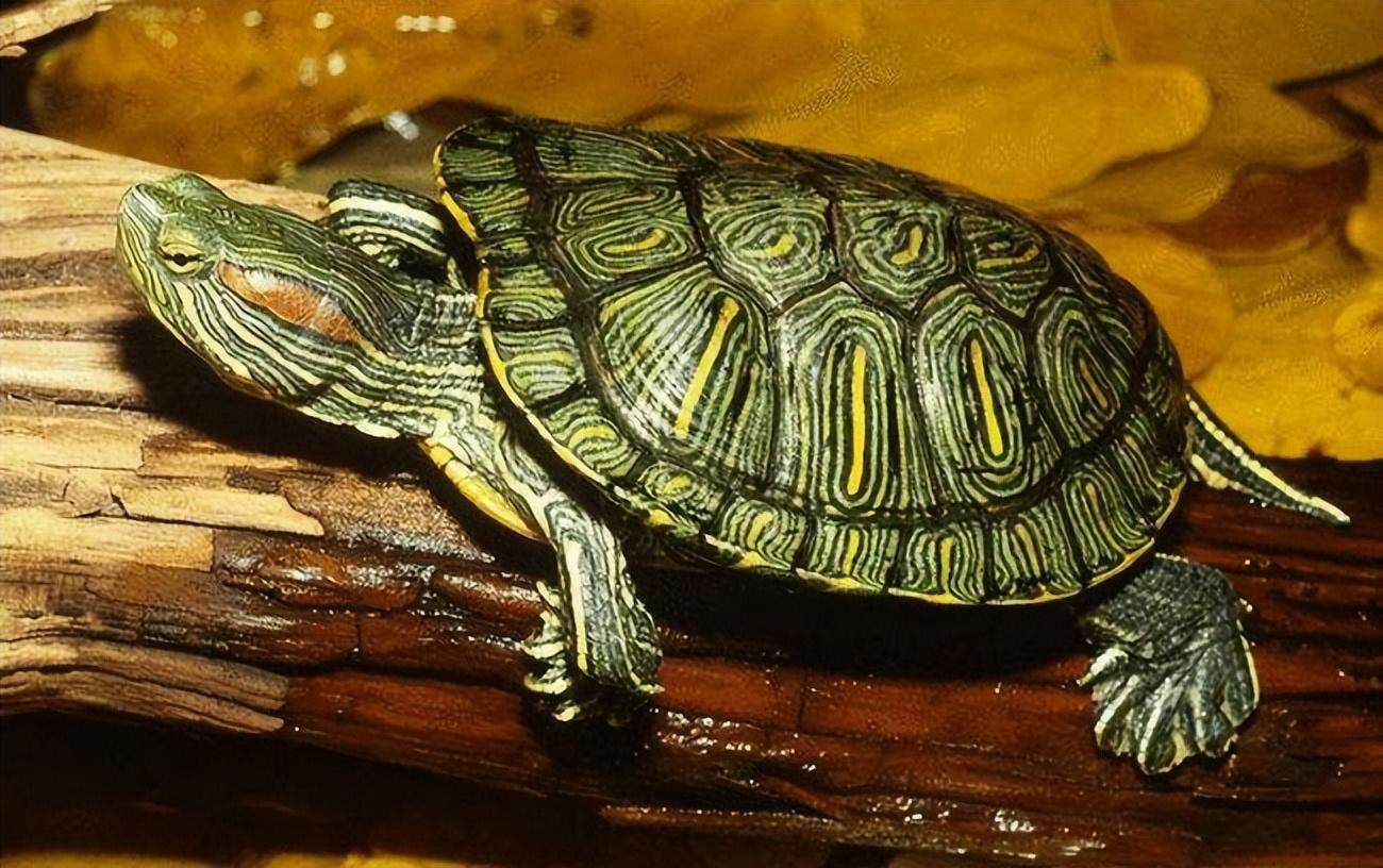 水龟有哪些品种（推荐五种适合新手饲养的水龟品种）
