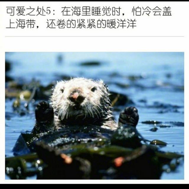 海獭能养吗（海獭有攻击性吗