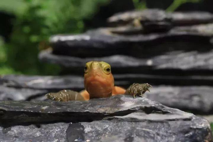 什么是半水龟(半水龟的饲养方法)
