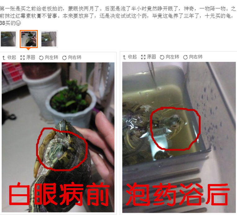 巴西龟眼睛肿了睁不开是什么原因（巴西龟眼睛肿了睁不开怎么处理）