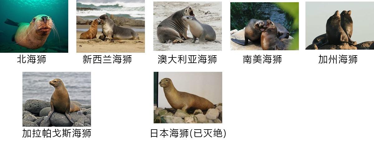 海狗和海豹是一种动物吗(海狗和海豹以及海狮有什么区别呢)