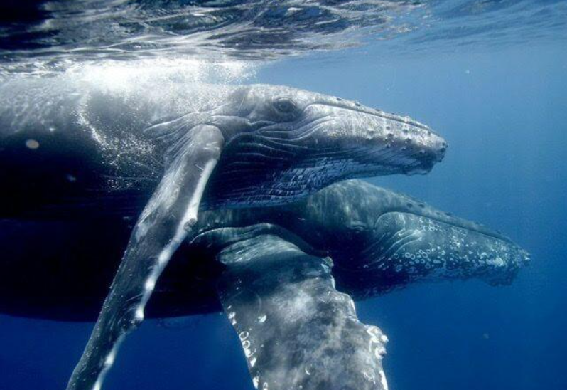鲸鱼的繁殖方式是什么（鲸鱼是怎么繁殖的）