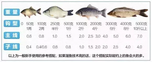 2.0主线适合钓多大鱼（2.0主线配多大子线）