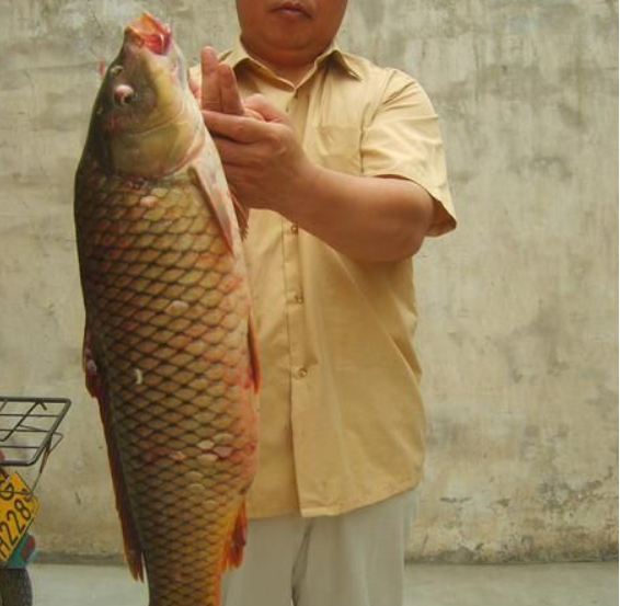黄河有什么鱼(黄河鲤鱼为什么这么贵呢)
