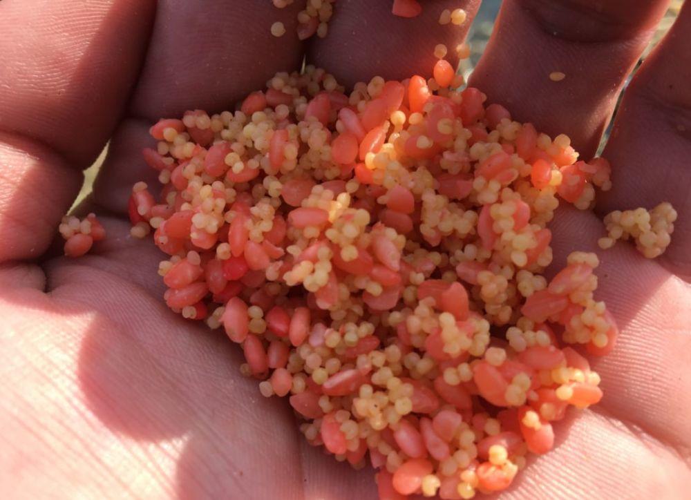 菜籽饼打窝钓什么鱼效果最好(菜籽饼打窝多久才能有鱼呢)