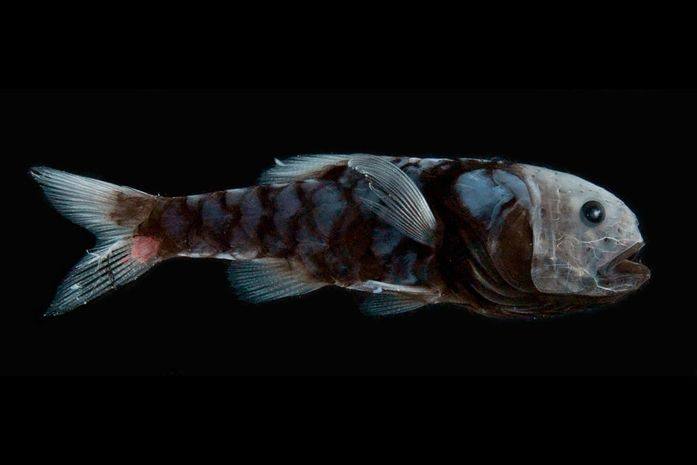黑色的鱼有哪些品种（科学家发现 16 种“超黑”鱼）