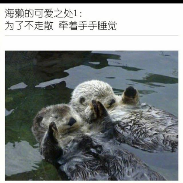 海獭能养吗（海獭有攻击性吗
