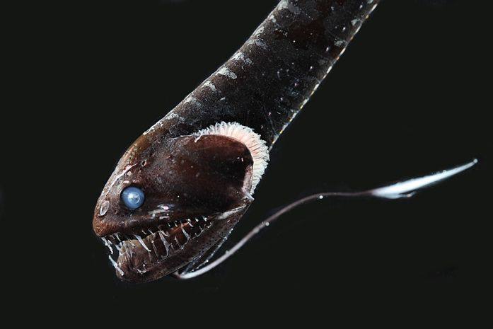 黑色的鱼有哪些品种（科学家发现 16 种“超黑”鱼）