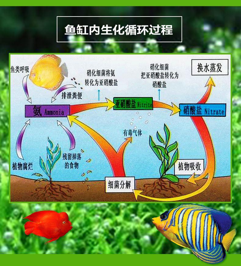 闯缸鱼用什么鱼比较好(新开缸为什么要用闯缸鱼呢)