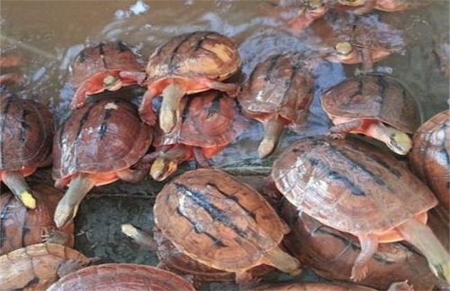 金钱龟能养吗(金钱龟的饲养方法)