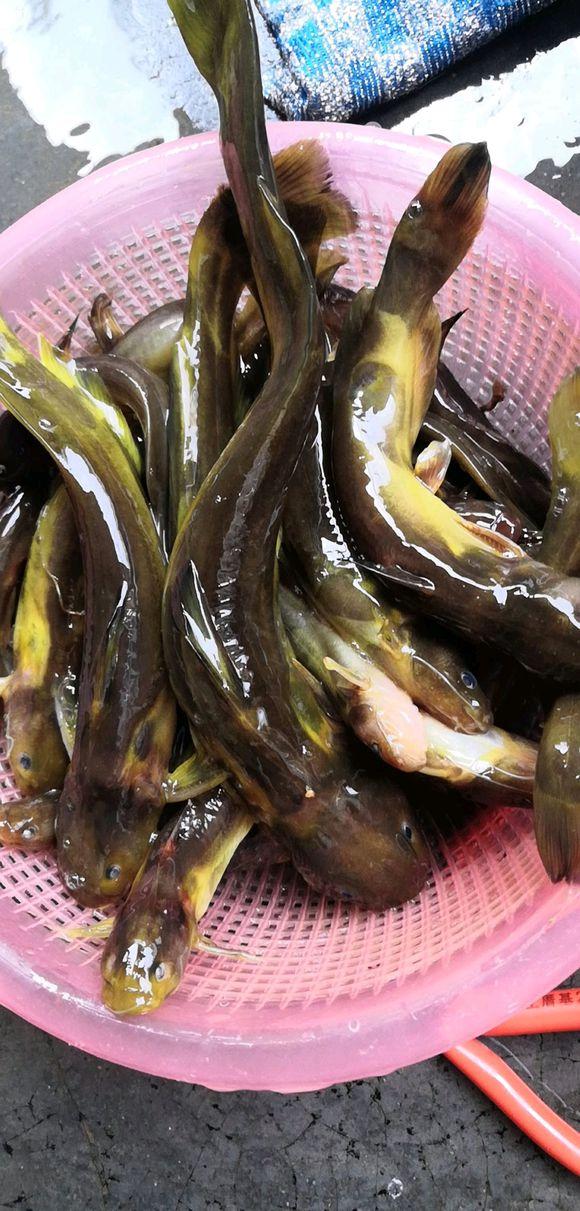 黄骨鱼吃什么(黄骨鱼的习性及食性是什么)
