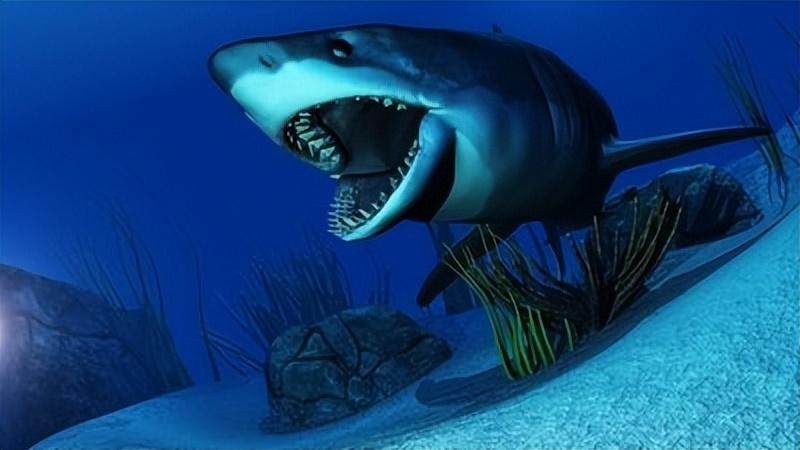 鲨鱼有多少牙齿（鲨鱼到底有多少颗牙齿）