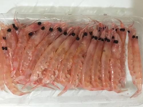 近岸海钓用什么鱼饵(海钓用饵的详细攻略)
