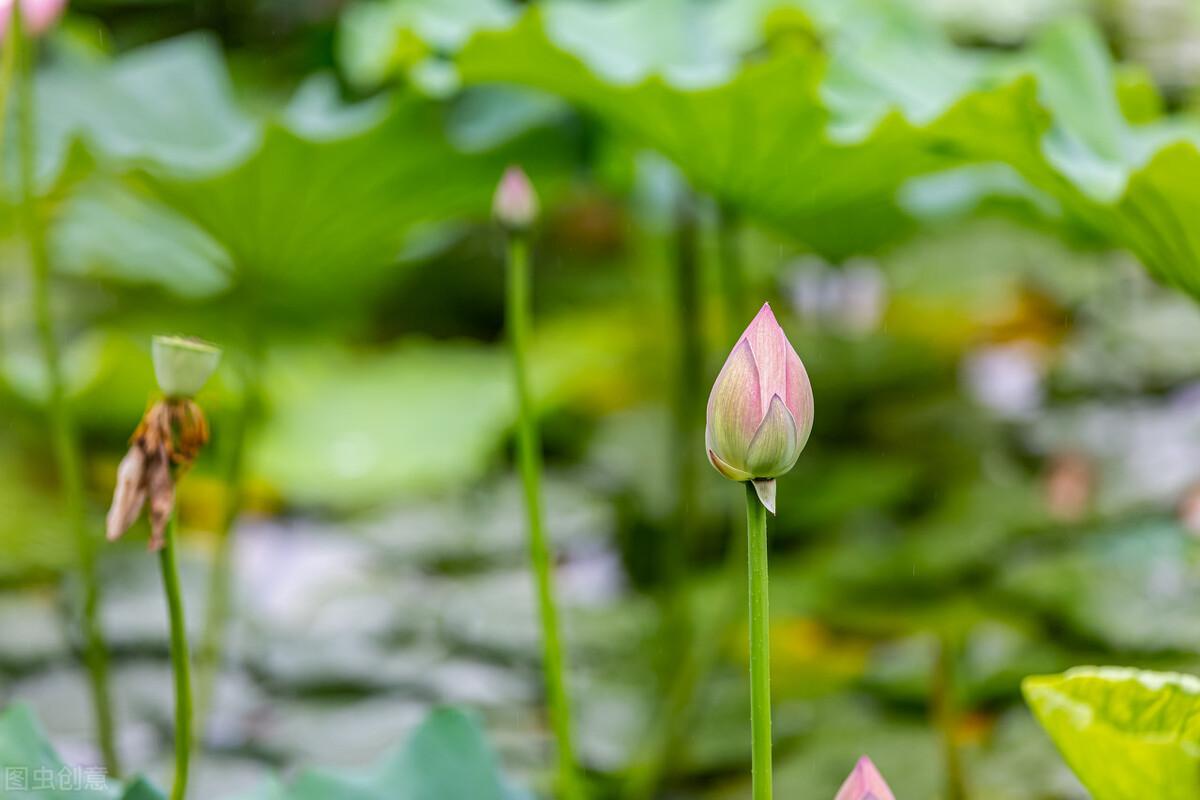 下雨天好钓鲢鳙吗（钓鲢鳙常见的几个问题）