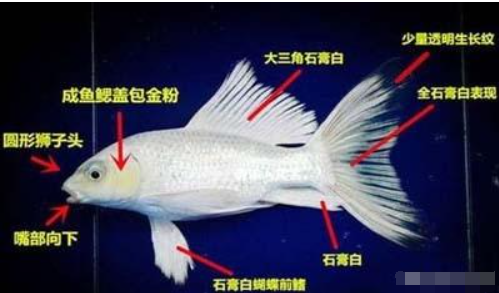 蝴蝶鲤好养吗(白金蝴蝶鲤的饲养方法)