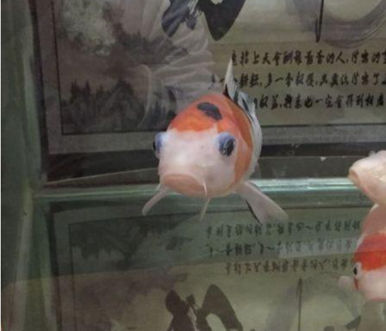 鱼眼睛往外鼓是什么原因(鱼突眼的处理方法)