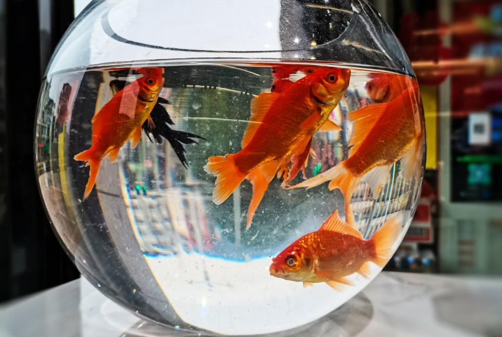 鱼眼睛白膜能自愈吗(鱼眼睛有白膜怎么治疗)