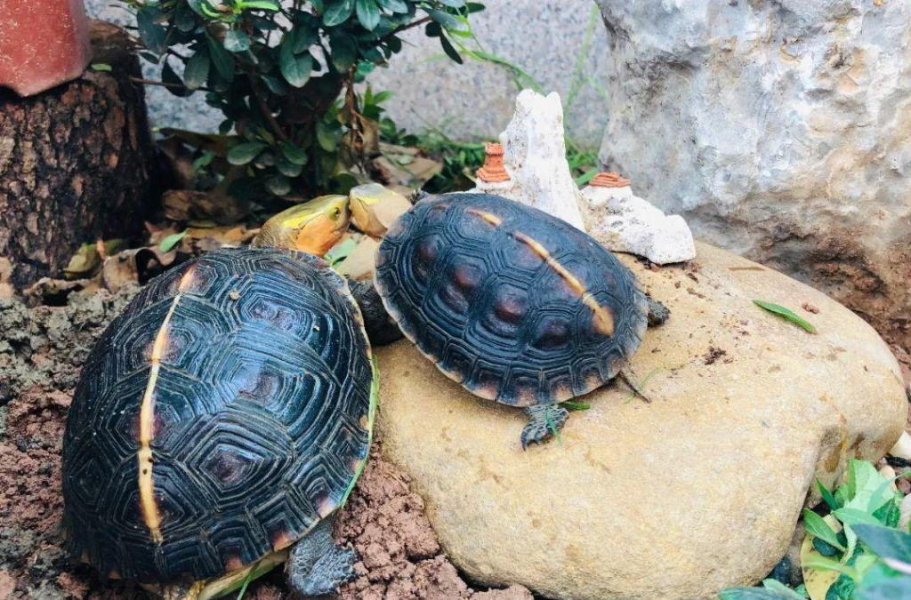 什么是半水龟(半水龟的饲养方法)