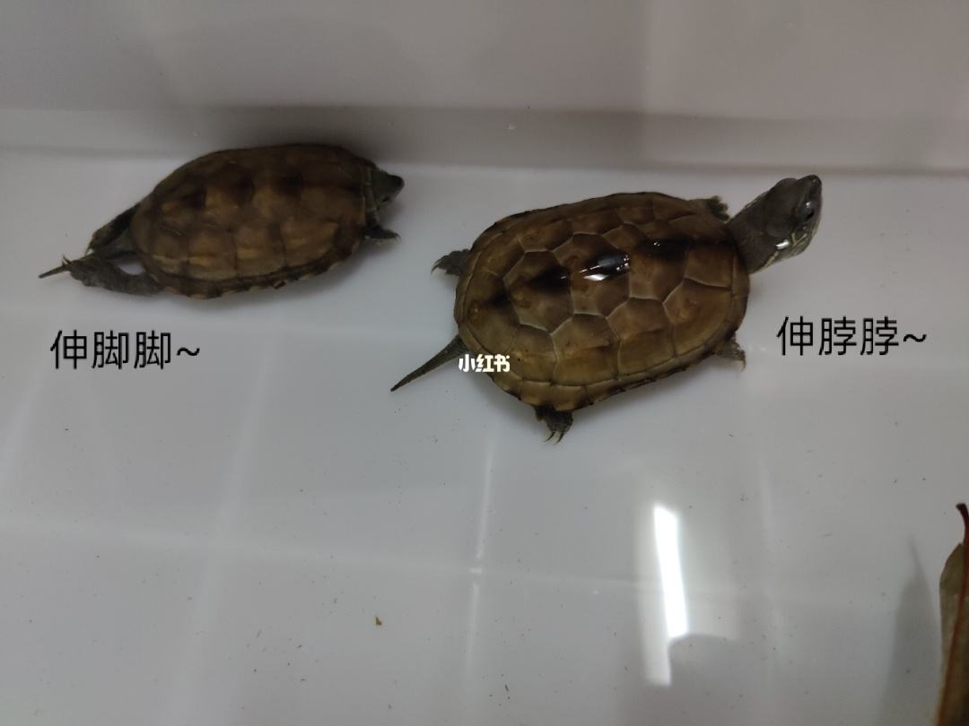 水龟有哪些品种(推荐五种适合新手饲养的水龟品种)