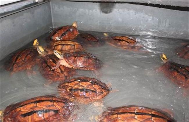 金钱龟能养吗(金钱龟的饲养方法)