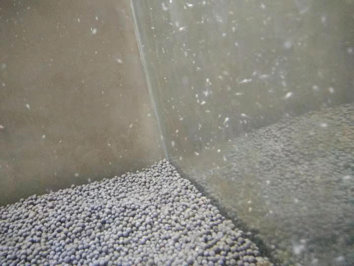 迷你鹦鹉鱼繁殖后小鱼多久可以单独饲养(迷你鹦鹉繁殖成功小鱼苗如何单独喂养)
