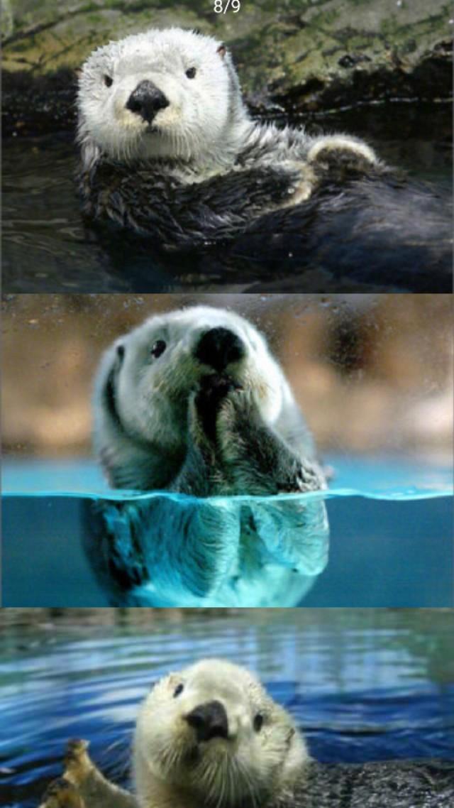 海獭能养吗（海獭有攻击性吗