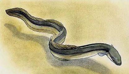 白鳝是什么鱼(白鳝生活在哪里)