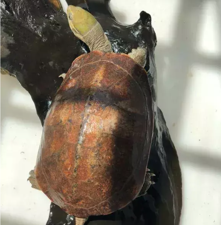 乌龟一般什么时候吃东西(怎么给龟喂食呢)