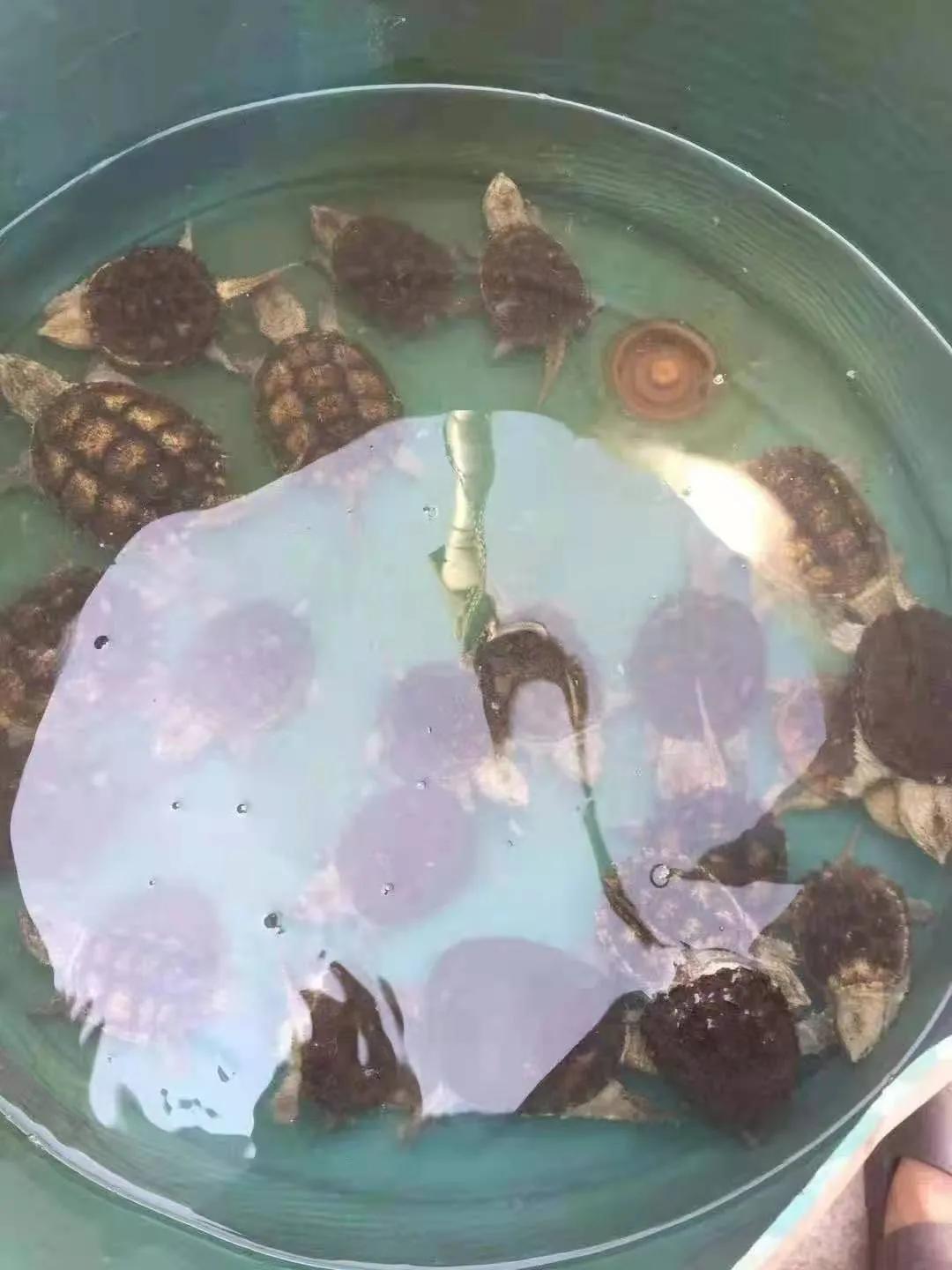 鳄龟好养吗(鳄龟的养殖方法)
