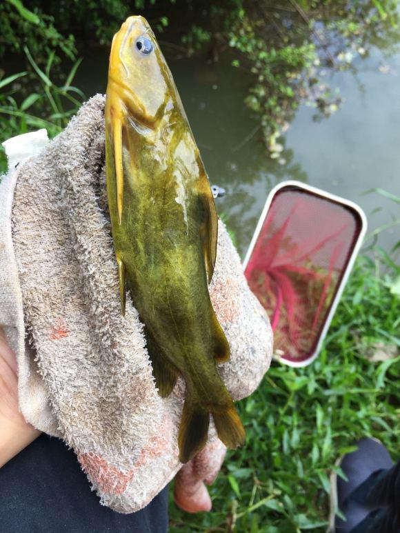 黄骨鱼吃什么(黄骨鱼的习性及食性是什么)