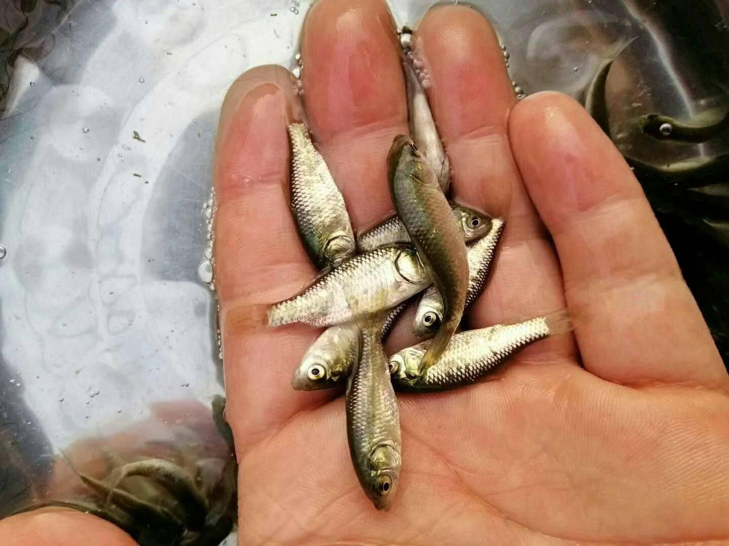 菜籽饼打窝钓什么鱼效果最好(菜籽饼打窝多久才能有鱼呢)