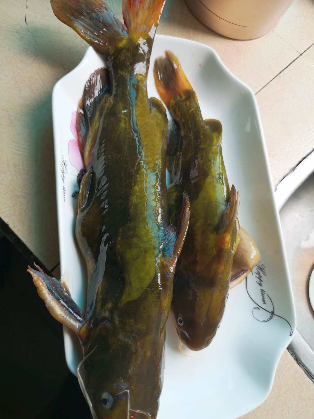 黄骨鱼吃什么（黄骨鱼的习性及食性是什么）
