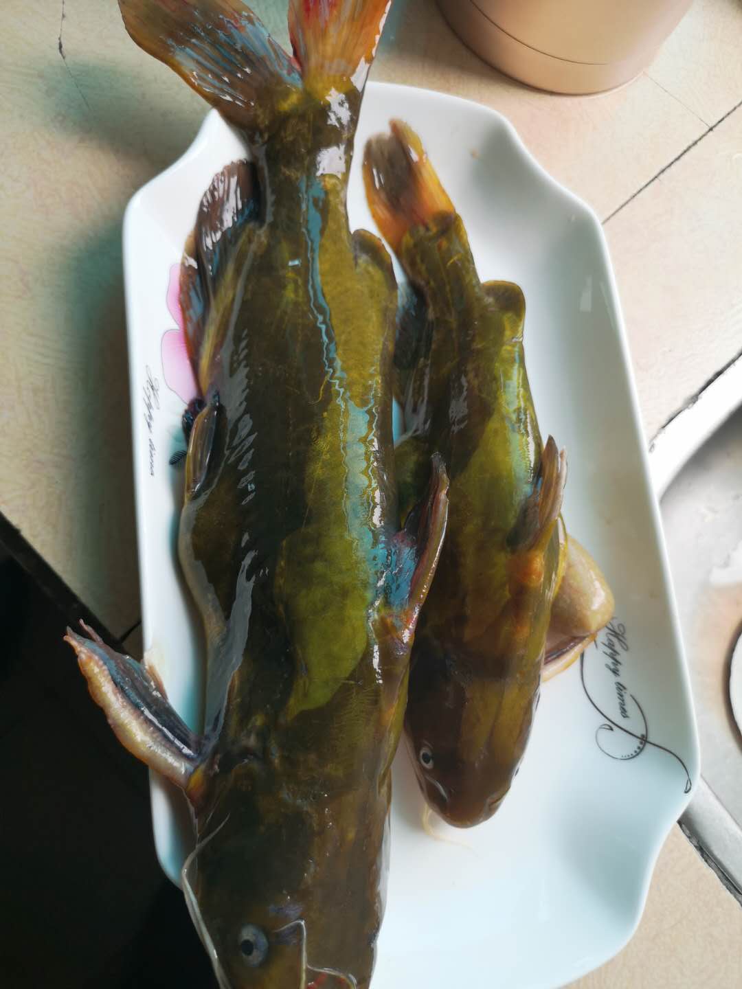 黄骨鱼吃什么(黄骨鱼的习性及食性是什么)