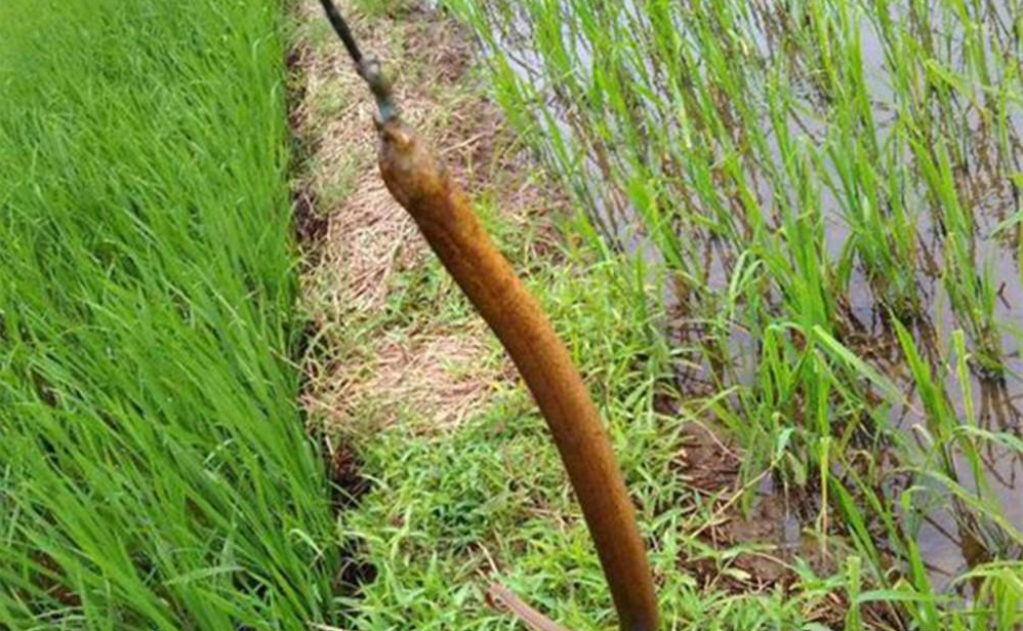 黄鳝钩哪个钩型好(自制钓组钓野生黄鳝)