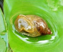 鱼缸里有水蜗牛好不好(鱼缸里有蜗牛来源途径分析与防治方法)