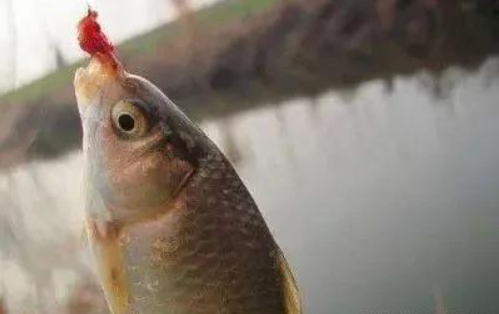 西南风钓鱼最佳钓位(西南风鱼难钓做好三点应变)
