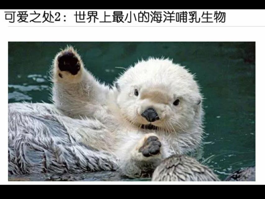 海獭能养吗（海獭有攻击性吗
