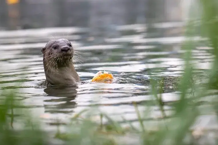 水獭吃什么(水獭到底适不适合圈养呢)