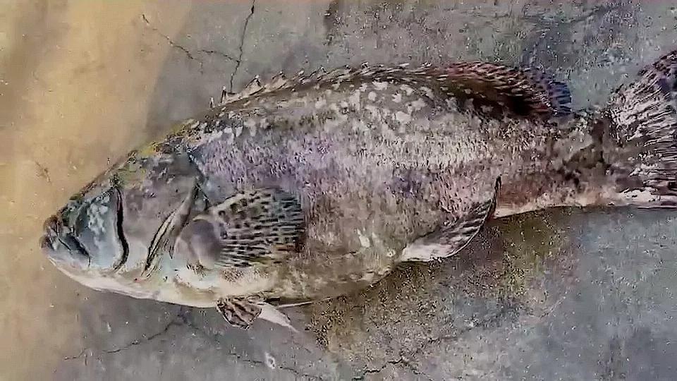 石斑鱼是海鱼吗(石斑鱼有多少种类)