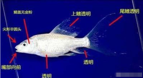 蝴蝶鲤好养吗(白金蝴蝶鲤的饲养方法)