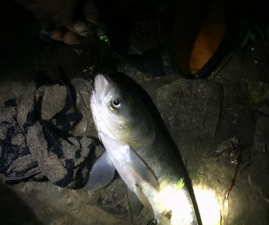 夜钓鲢鳙晚上什么时候是最佳时间（夜钓鲢鳙的几点要求）