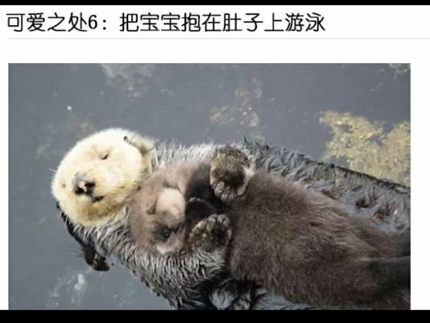 海獭能养吗（海獭有攻击性吗