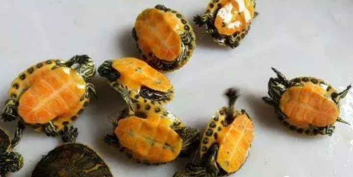乌龟一般什么时候吃东西(怎么给龟喂食呢)