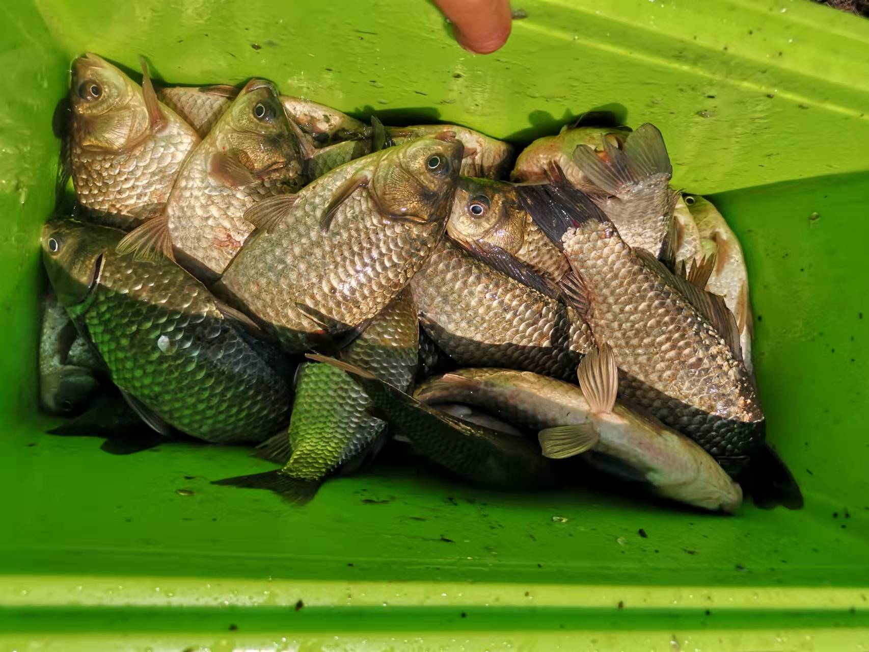 初夏钓鱼用什么味型饵料(初夏野钓三款自制饵料和窝料推荐)
