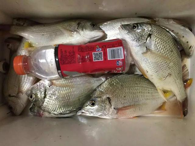 近岸海钓用什么鱼饵(海钓用饵的详细攻略)