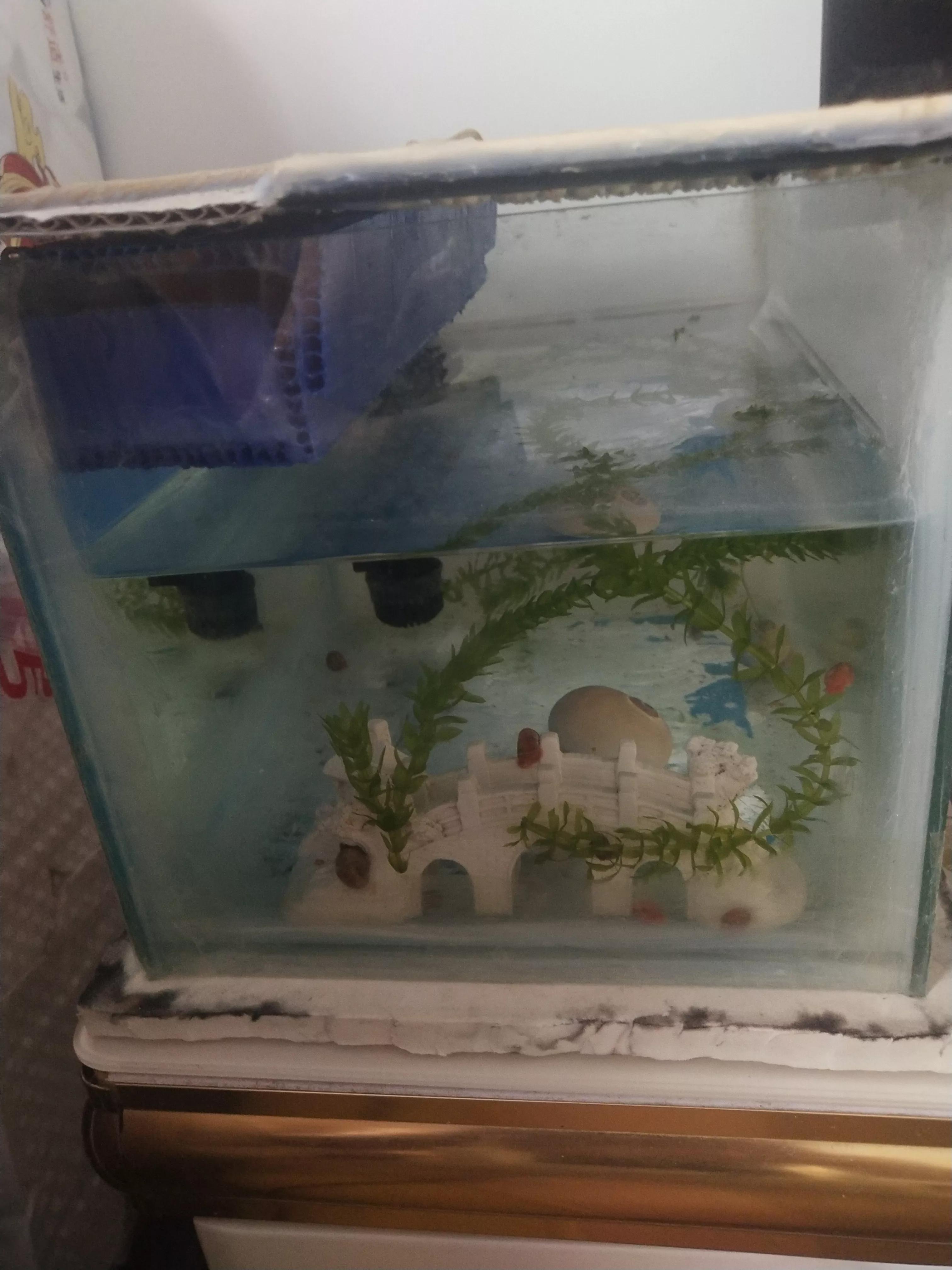 苹果螺怎么繁殖(苹果螺繁殖能力强吗)