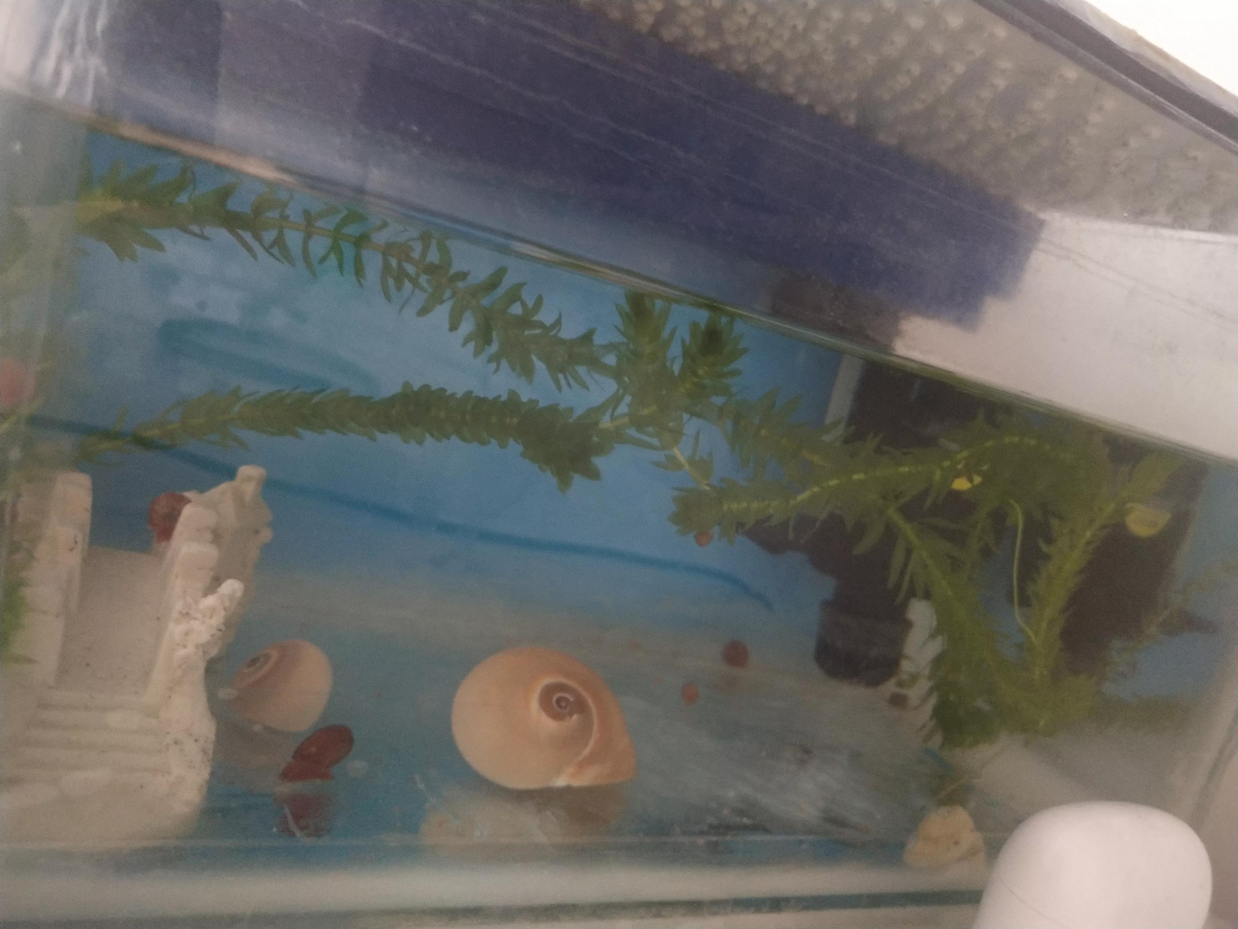 苹果螺怎么繁殖(苹果螺繁殖能力强吗)