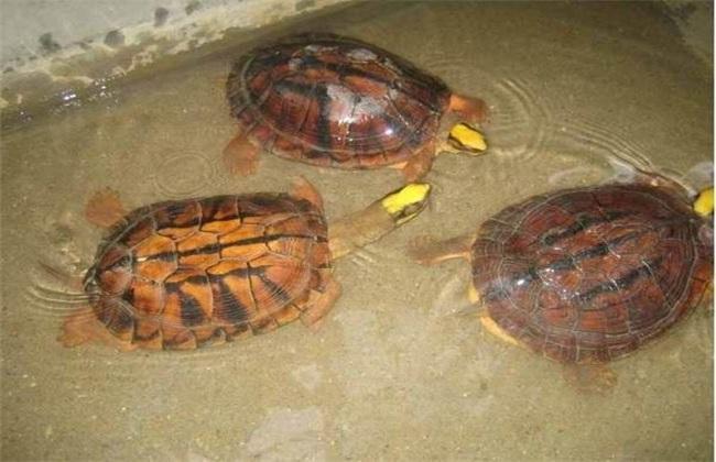 金钱龟能养吗(金钱龟的饲养方法)